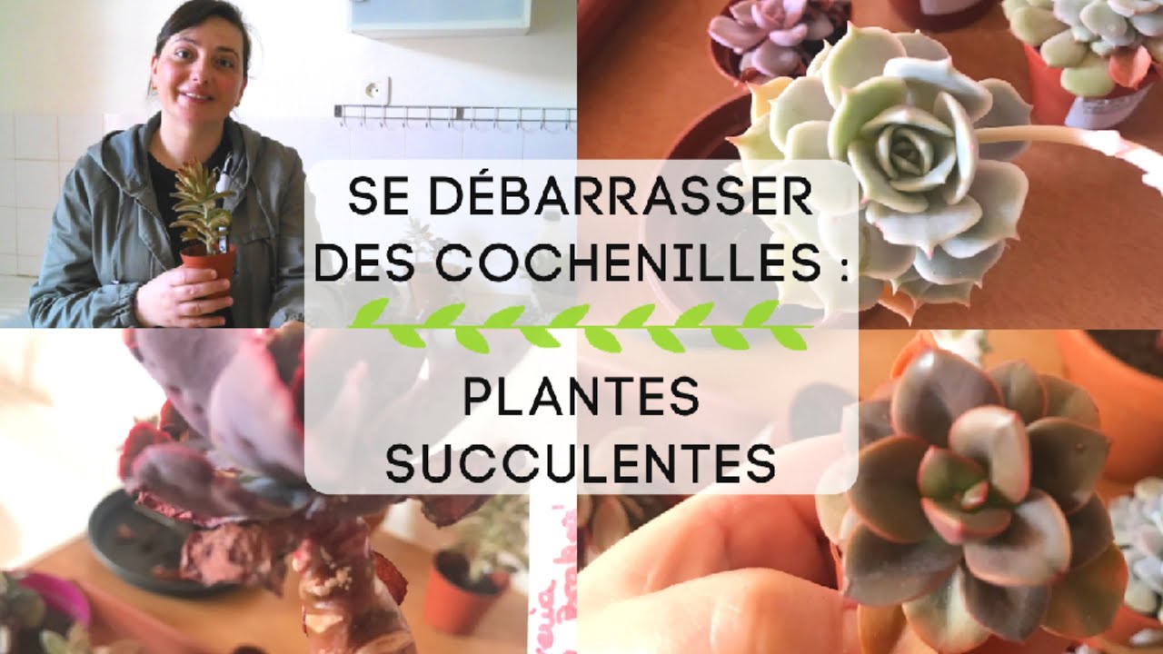Se débarrasser définitivement des Cochenilles  : Plantes Succulentes👩🏻‍🌾🌵