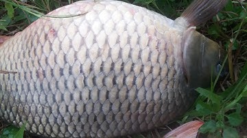 Câu Cá Siêu Tốc Độ - Khủng Khiếp Cá Chép 4kg 1 Phút Lên Luôn