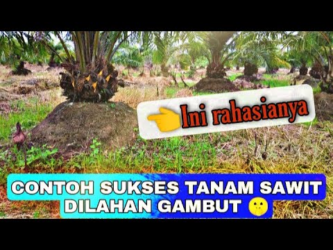 Keberhasilan Tanam Kelapa Sawit Di Lahan Gambut//Rawa-rawa Berlumpur ⁉️ Terbukti Berhasil