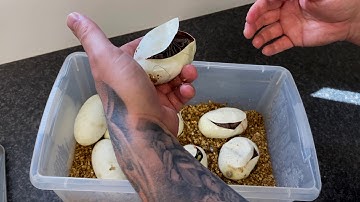 Ball Python Egg Cutting 2020!