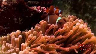 Komodo Dive Sites - Crystal Bumi