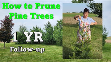 🌿2 of 3 How to Prune Pine Trees (RESULTS 1 yr) #gardening #pruning  #trees #zone4  #zone4gardening