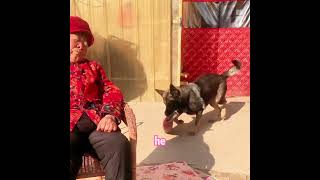 Grandpa Reincarnated As A Dog To Take Care Of Grandma#dog#shorts#funny