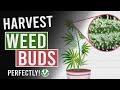 Harvest cannabis buds perfectly every time