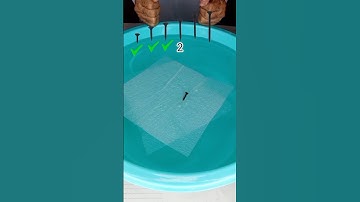 Try to guess how many tissue paper will float on screw #water #experiment