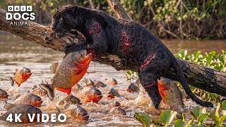 WILD COLOMBIA | South America's Most Dangerous Predators | Nature Animal Documentary