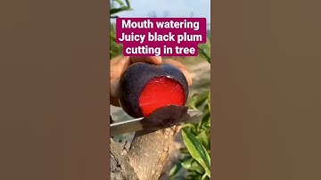 Thumbnail of Mouth watering soft and juicy black plum cutting in the tree #shorts #shortsfeed #fruit #plum