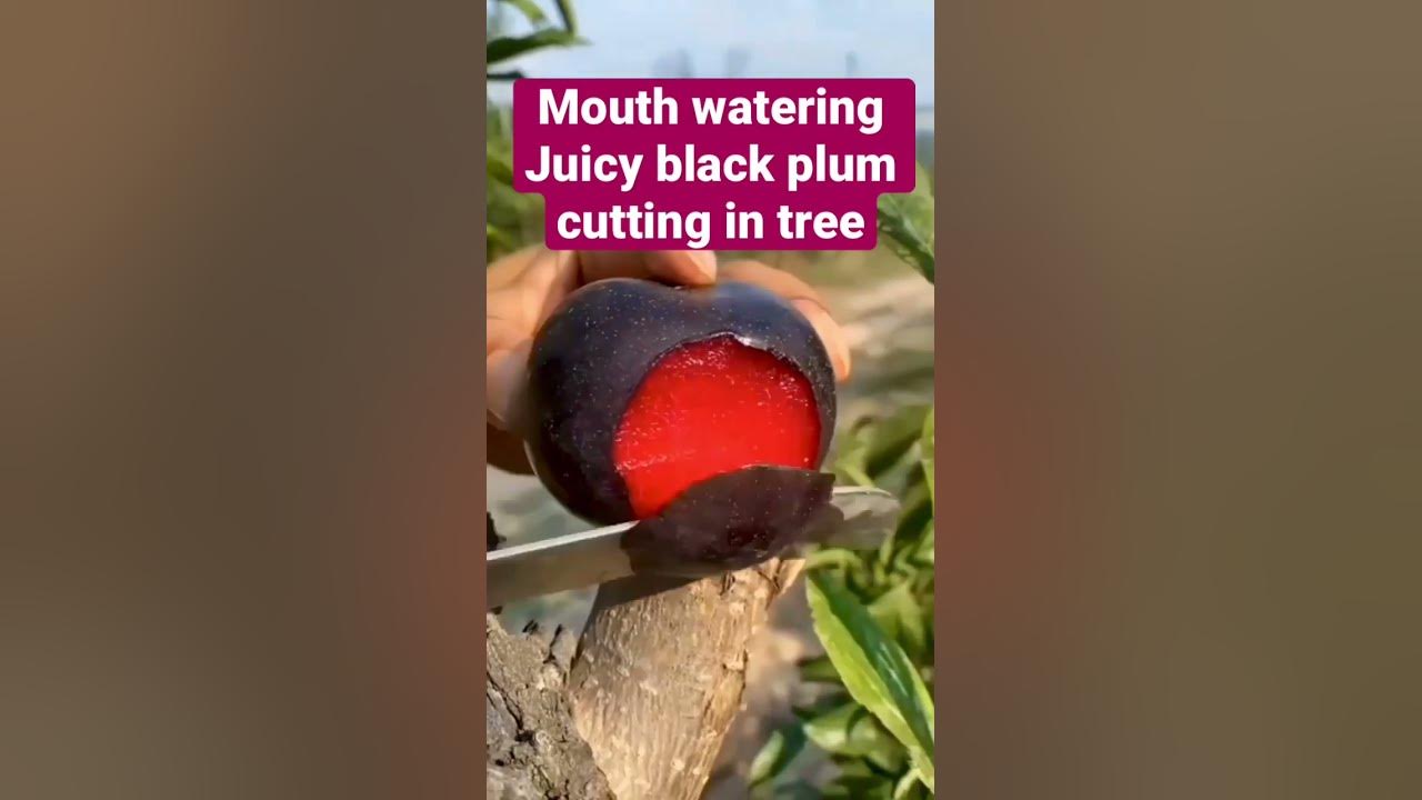 Mouth watering soft and juicy black plum cutting in the tree #shorts #shortsfeed #fruit #plum Mouth watering soft and juicy black plum cutting in the tree #shorts #shortsfeed #fruit #plum