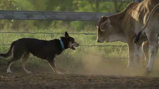 Incredibly Talented Australian Working Kelpie fearlessly works cattle in the Australian Outback