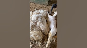 Multiple Year Over-Grown Alpaca Shorn