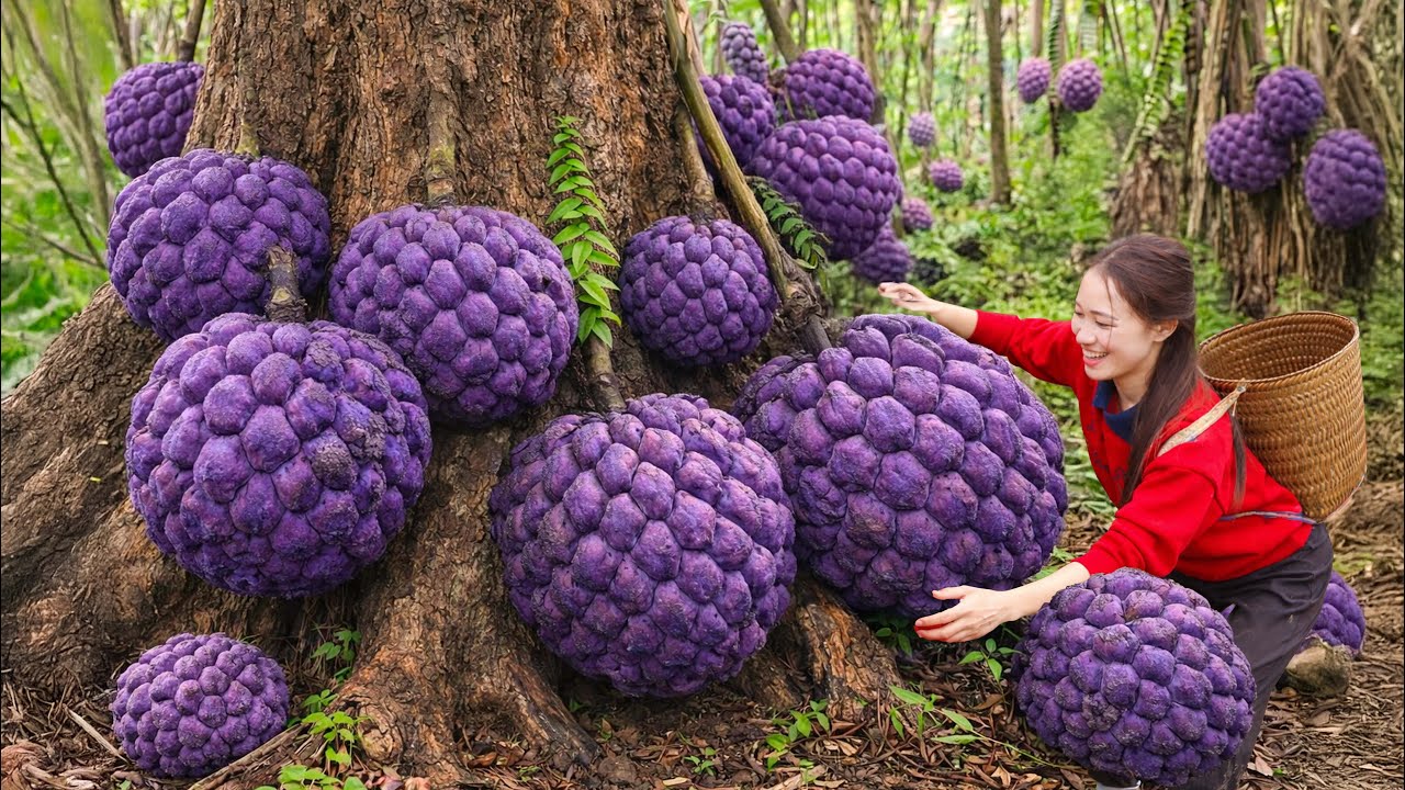 Harvesting Giant Purple Custard Apples | Market Crowd Goes Crazy – SOLD OUT FAST!