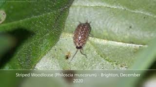 Striped Woodlouse (Philoscia muscorum) - Brighton, December 2020 Known as the fastest Woodlouse in the west, this is an attractive and common species with distinctive markings, including the predominant stripe running down its centre, seen on this specimen.

One of five main species in the UK, the Striped Woodlouse will run for cover if threatened, whereas some species roll up into a ball or freeze, in the hope they might not get noticed.

There is a very similar European Woodlouse, Philoscia affinis which is occasionally found in the UK. but the yellow spot directly behind its head marks this out as one of our local heroes.

Usually active after dark, and preferring damp (hygrophilous) conditions, it forages among the leaves and mosses of woodland areas, large parks and occasionally large gardens like mine, for the dead organic matter on which it feeds, such as fallen leaves, wood, fungus, algae & dead insects.

PK

(To subscribe for free to my wildlife video channel, please click on 'subscribe' or visit www.youtube.com/user/Thepkb22)