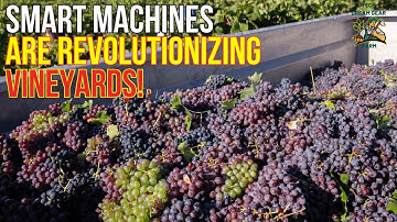 How Smart Robots Are Changing the Way Grapes Are Harvested!