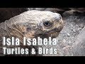 Galapagos: Isabela Island&#39;s Giant Tortoise Breeding Center and Lagoons
