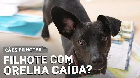 Porque o Cachorro tira o pano da casinha?