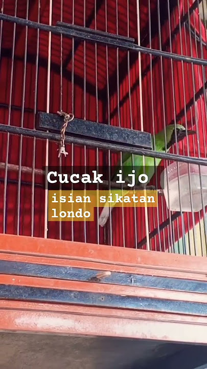 cucak ijo isian sikatan londo #cucakijo #cucakijogacor #sikatanlondo #burung #kicaumania