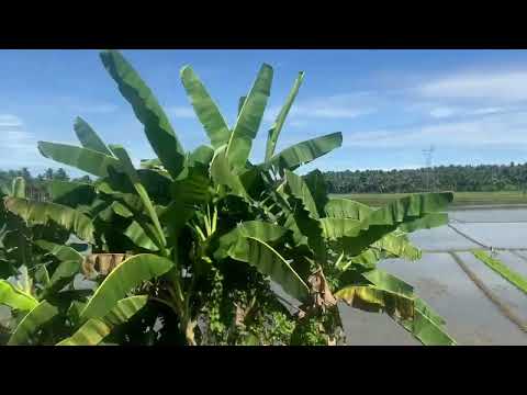QUINIPUT ZAMBOANGA , #trend #travel #youtube #beach #nature #adventure