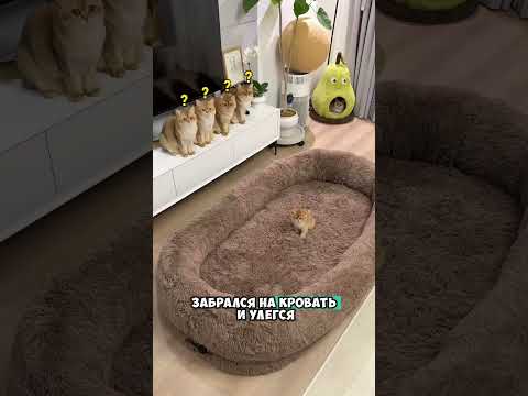 Коты как коты, а хозяин не против 😅