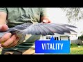 Vitality trembling in a racing pigeon