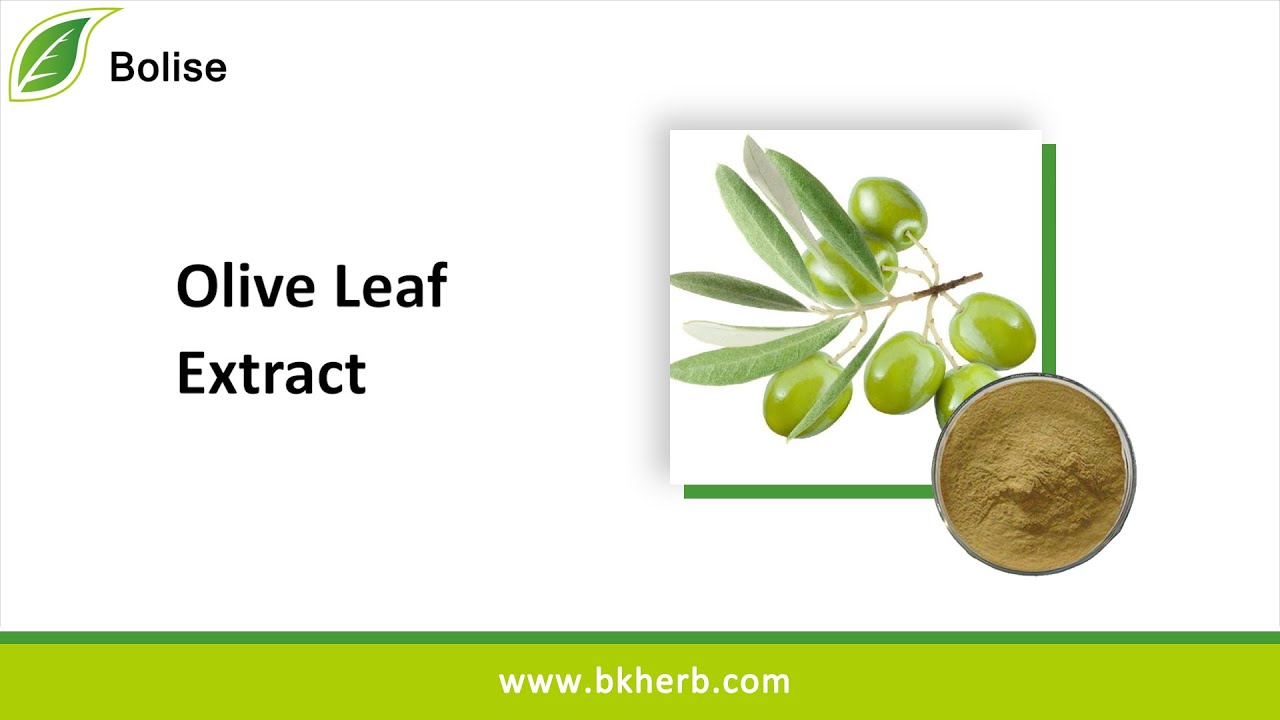 Olive Leaf Extract Good For You Health, Oleuropein, Suppliers, Bulk