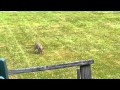 Coyote Pups frolicking in my backyard in Northeastern Massachusetts Coyote Pups frolicking in my backyard in Northeastern Massachusetts