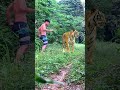 2025 #tiger #lionhunters #wildlife #nature #animals #forest #animal #preytrestv #lion #monkey