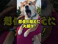 想像を超えた大騒ぎ!柴犬キャンディくん
