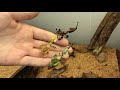 Spectacular Praying Mantis species from Madagascar