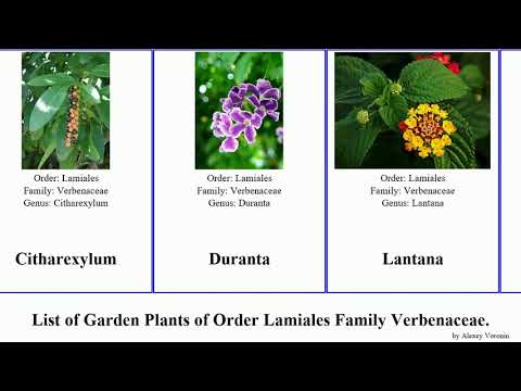 Garden Plants of