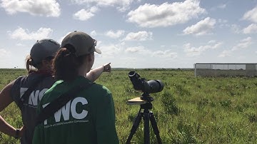 Releasing captive-reared Florida Grasshopper Sparrows