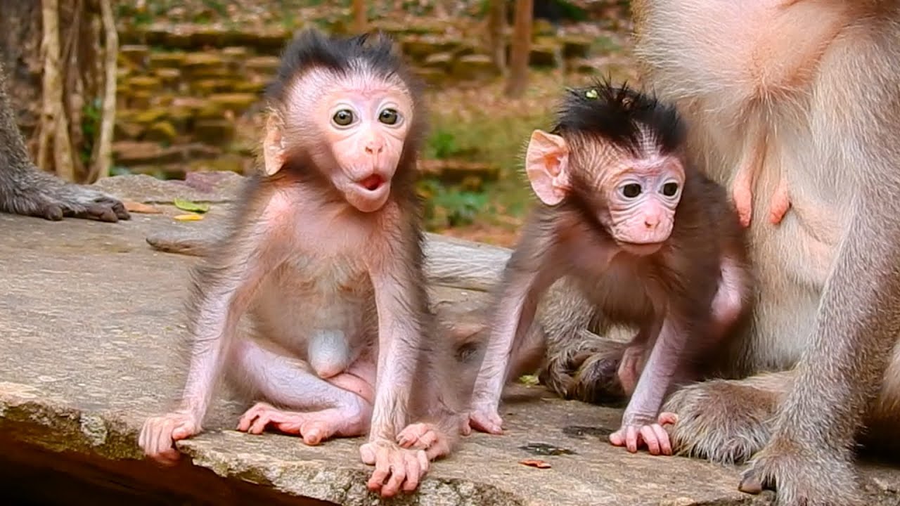 Baby Monkey Have Strange But Incredibly Funny Behaviors | Don't Miss His Smartest Reaction