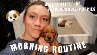 MORNING ROUTINE WITH A LITTER OF GOLDENDOODLE PUPPIES | DOG BREEDER ROUTINE