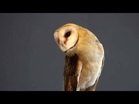 barn-owl-bobbing-head-and-looking-around-at-falconry-demonstration