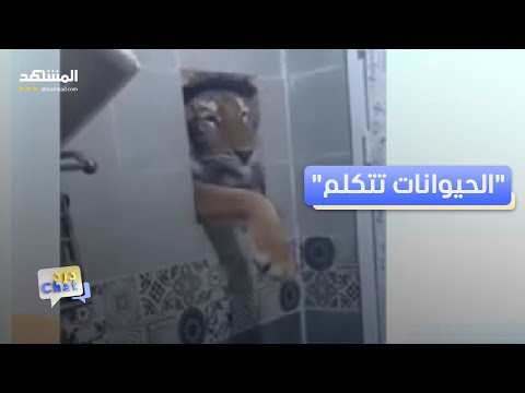 حوار طريف بين كلب وقط بترجمة طلال عضايلة يشعل الضحك دردشات
