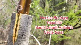 Cevizde Basit Kabuk Altı Kalem Aşısı ( detaylı anlatım) Walnut Grafting