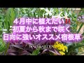 【ガーデニングVlog 】4月中に植えたい初夏から秋まで咲く超オススメの宿根草5つ|5 recommended plants that are strong against the sun