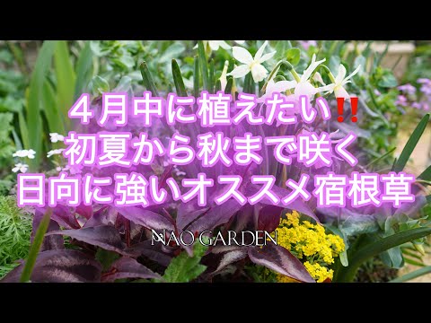 【ガーデニングVlog 】４月中に植えたい初夏から秋まで咲く超オススメの宿根草5つ｜5 recommended plants that are strong against the sun