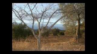 Campaña Olivas 2007