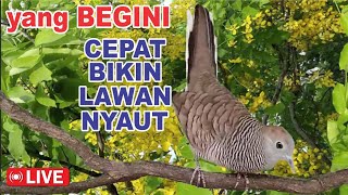 suara burung Perkutut Lokal Gacor alam liar - PANDAI mancing bunyi