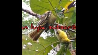 Suara pikat burcil.... Suara pikat janda sebelah..wwkk