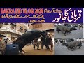 Out of Control Danger | Black Buffalo Qurbani | Bakra Eid | Bulls un loading |