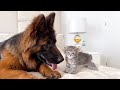 Funny German Shepherd Reacts to New Kitten for the First Time!
