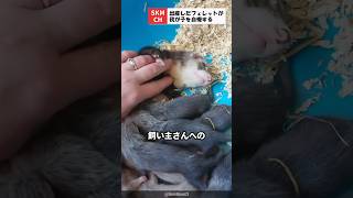 飼い主さんに我が子を自慢するフェレット