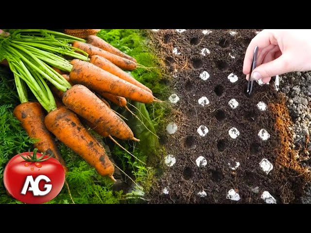 Genius way to sow carrots. No more carrot thinning or weeding from seed to harvest class=