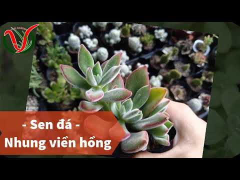 Video: Thông tin về thực vật Chenille - Chăm sóc Cattails Đỏ Chenille