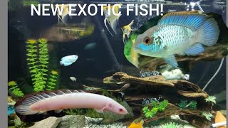 NEW *ALBINO* BICHIR FISH & *ELECTRIC* BLUE ACARA!