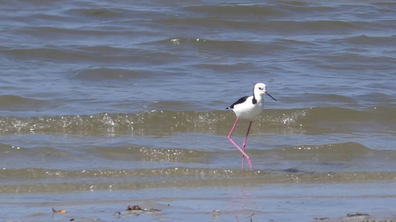 White-headed Stilt