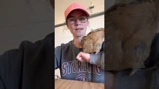 Treating chickens for mites!