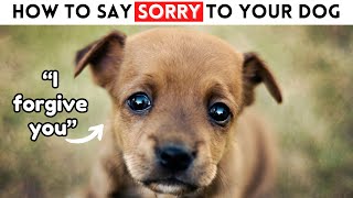 5 Ways to Say Sorry to Your Dog by Wellness for Pets 871 views 5 months ago 4 minutes, 31 seconds