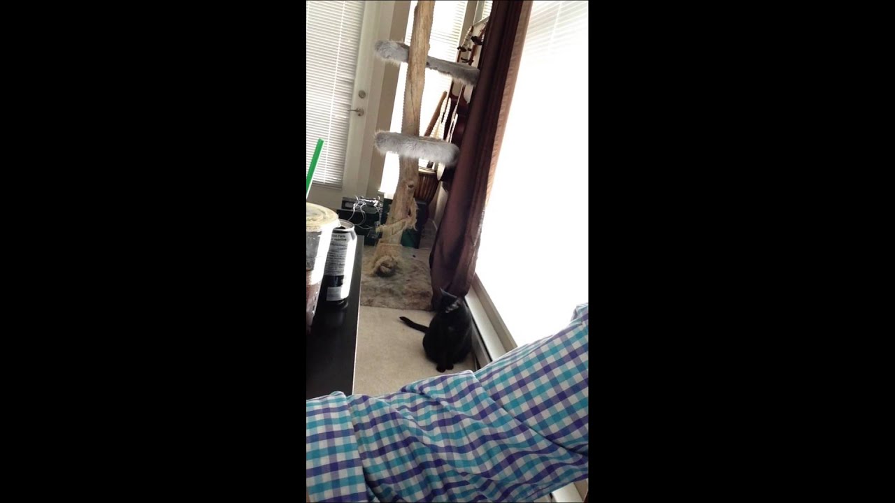 My cat does not like whistling, apparently. YouTube